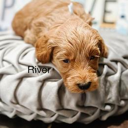 River - Red  male Goldendoodle puppy in Pasco, Washington from Camp Doodle Woods