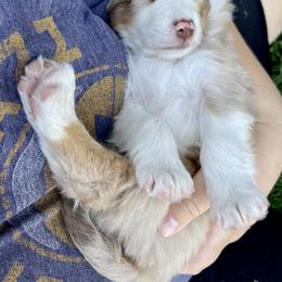 Australian Shepherd, Miniature American Shepherd, Miniature Australian Shepherd, and Toy Australian Shepherd Puppies from Painted Blue Aussies