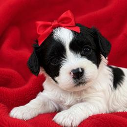 Jean - Phoenix - Black and white female Cavapoo puppy in Austin, Texas from Haus of Doodles