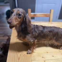 Ava - Dachshund