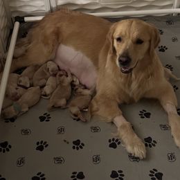 Golden Retriever Puppies from Verona Goldens
