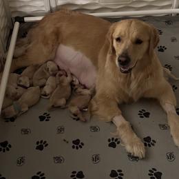 Golden Retriever Puppies from Verona Goldens