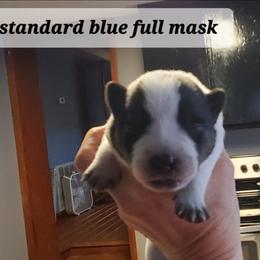 Standard Blue full mask - Blue speckled female Australian Cattle Dog puppy in Lenoir, North Carolina from Blue Coyote Ranch