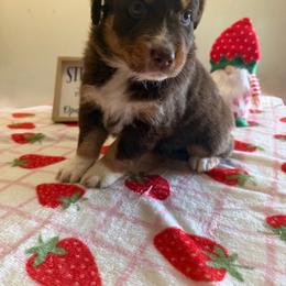 Liberty - Red tri-color female Australian Shepherd puppy in Harrah, Oklahoma from Kamm's Aussies