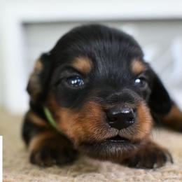 Green collar boy - Black and tan male Dachshund puppy in Empire, Alabama from Heart of Dixie Kennel
