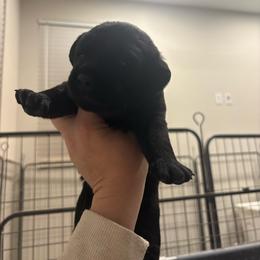 Teal Black male 4 - Black male Labrador Retriever puppy in Menifee, California from The Golden Leash Kennels