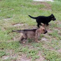 German Shepherd Puppies from Blue Line Shepherds
