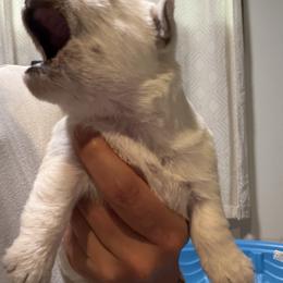 Girl 1 - White female West Highland White Terrier puppy in Oregon City, Oregon from Emily's West Highland White Terriers