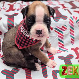 Zeke - Fawn male Boxer puppy in Mountain Home, Idaho from LJK Boxers & Toy Aussies