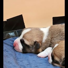 Morticia - Red female Pembroke Welsh Corgi puppy in Ripley, West Virginia from Kari's Pembroke Welsh Corgis