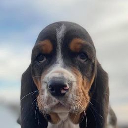 Basset Hounds from Angus Acres Basset Hounds