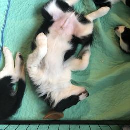 Border Collie Puppies from Cahill’s Canines