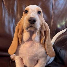 Pink - Lemon and white female Basset Hound puppy in Columbia, South Carolina from Pawmetto Hounds