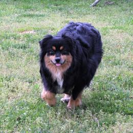 Sumsum - Miniature Australian Shepherd