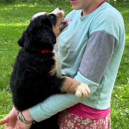 Sheba OFA - Black rust and white female Bernese Mountain Dog puppy in Strasburg, Ohio from Lois Allison