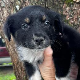 Girl 1 - Black tri-color female Australian Shepherd puppy in Lakeland, Florida from Infinite Aussies