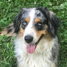 Australian Shepherds from Lick Creek Aussies