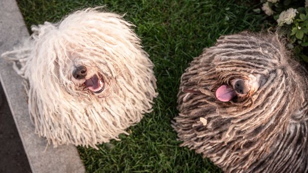 Find Puli puppies for sale