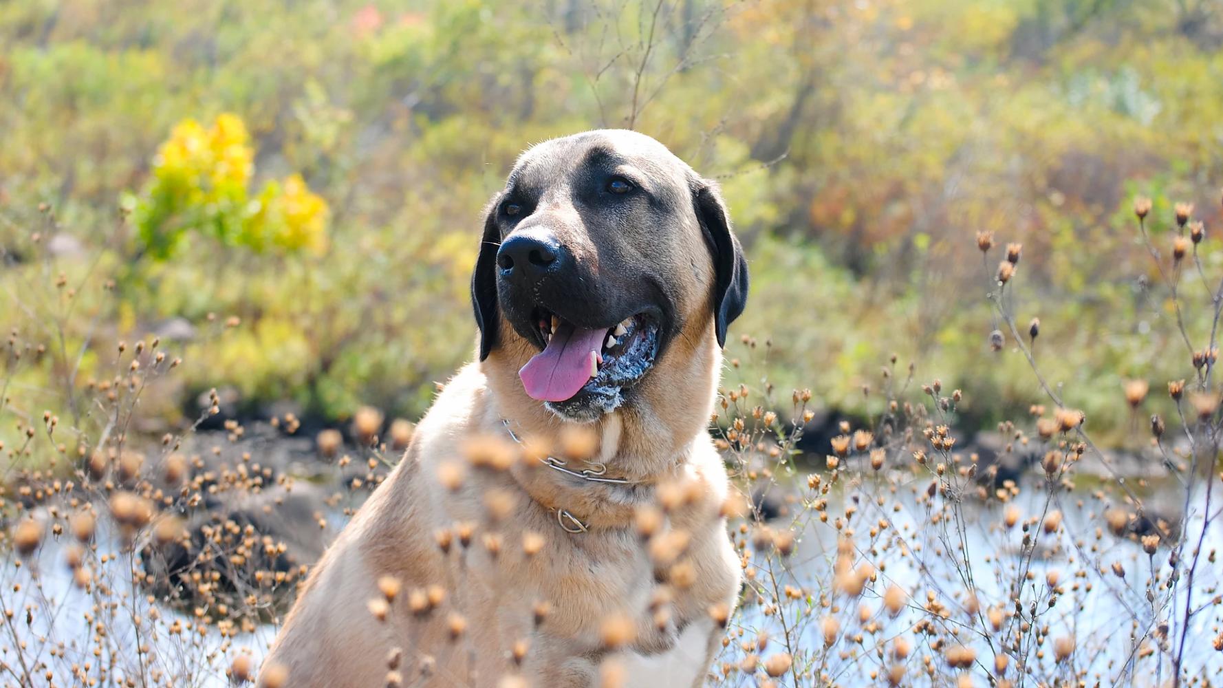 25 cute Kangal puppies for sale in Los Angeles, California | Good Dog, image size:1778x1000