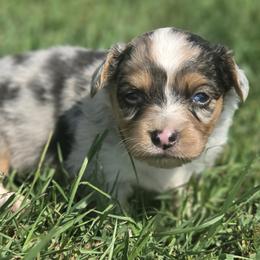 Male 2 - Blue merle and white male American Corgi puppy in Portland, North Dakota from Sliding stop corgis