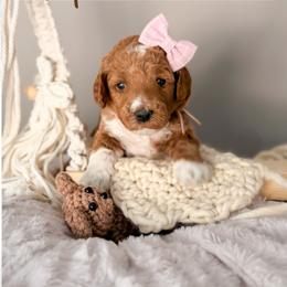 Viper - Apricot female Goldendoodle puppy in Garden Grove, California from Sunkissed Doodles