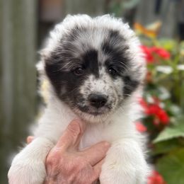 Sally - Blue merle and white female Shetland Sheepdog puppy in Redwood Falls, Minnesota from Weis Shelties
