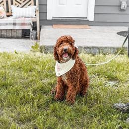 Sonya - Goldendoodle