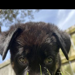 German Shepherd Puppies from Paws Of Germany