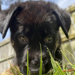 German Shepherd Puppies from Paws Of Germany
