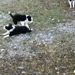 Border Collie Puppies from Roaring River Border Collies