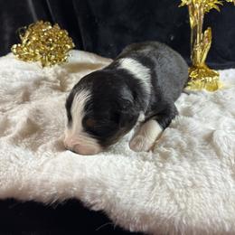Black tri female - Black tri-color female Australian Shepherd puppy in Loganville, Georgia from Howell Aussies