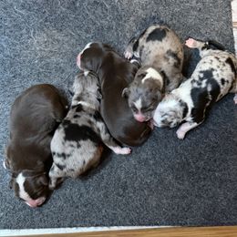 Miniature Australian Shepherd puppies from Baby Storm Kennels