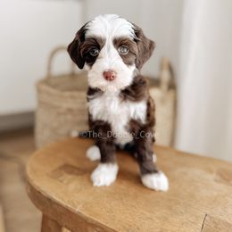 Australian Labradoodle and Goldendoodle Puppies from The Doodle Cove