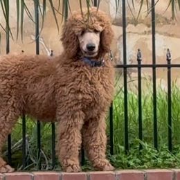 Poodles from Wine Country Reds