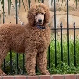 Poodles from Wine Country Reds