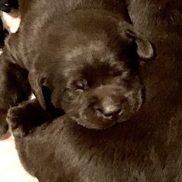 Labrador Retriever Puppies from Tuckwet Labradors