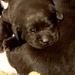 Labrador Retriever Puppies from Tuckwet Labradors