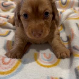 Dachshund puppies from House of Dachshunds Texas