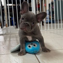 French Bulldog Puppies from Monique Ratchford