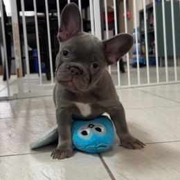 French Bulldog Puppies from Monique Ratchford