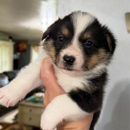 Finn - Black and tan male American Corgi puppy in Post Falls, Idaho from Splootin’ around Corgi’s