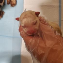 Harvey - Cream male Havanese puppy in Wasco, California from Havaneses de Santillan