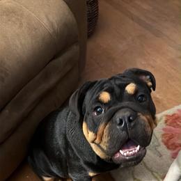 Henry - Black tri-color male Bulldog puppy in Bonney Lake, Illinois from Sitka spruce bulldogs