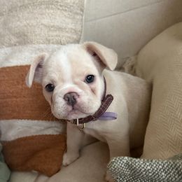 Pebbles - Cream female French Bulldog puppy in Murphy, Texas from Mathew Household Frenchies