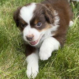 Boy 4 - male Miniature Australian Shepherd puppy in Molalla, Oregon from Yaw's Mini Aussies