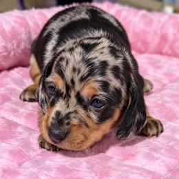 Nova - Dapple female Dachshund puppy in Salem, Oregon from Longdox Mini Dachshunds