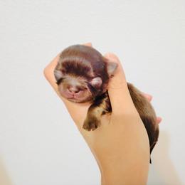 Princess Chocolate Angel. Price 9980 - Chocolate and white female Chihuahua puppy in Santa Rosa Beach, Florida from Eva's Chihuahuas