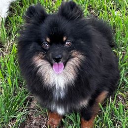 Chia - Pomeranian