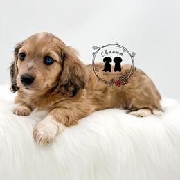 Norma - Cream female Dachshund puppy in Litchfield, Illinois from Charmm Dachshunds