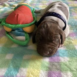 Girl 6 - Black and white female German Shorthaired Pointer puppy in Garland, North Carolina from Echo Acres Farm